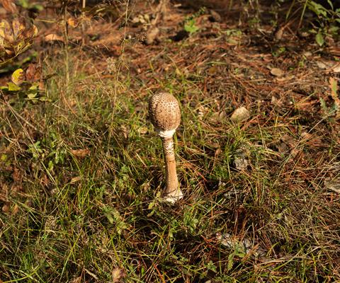 galary-group-mushroom-tour