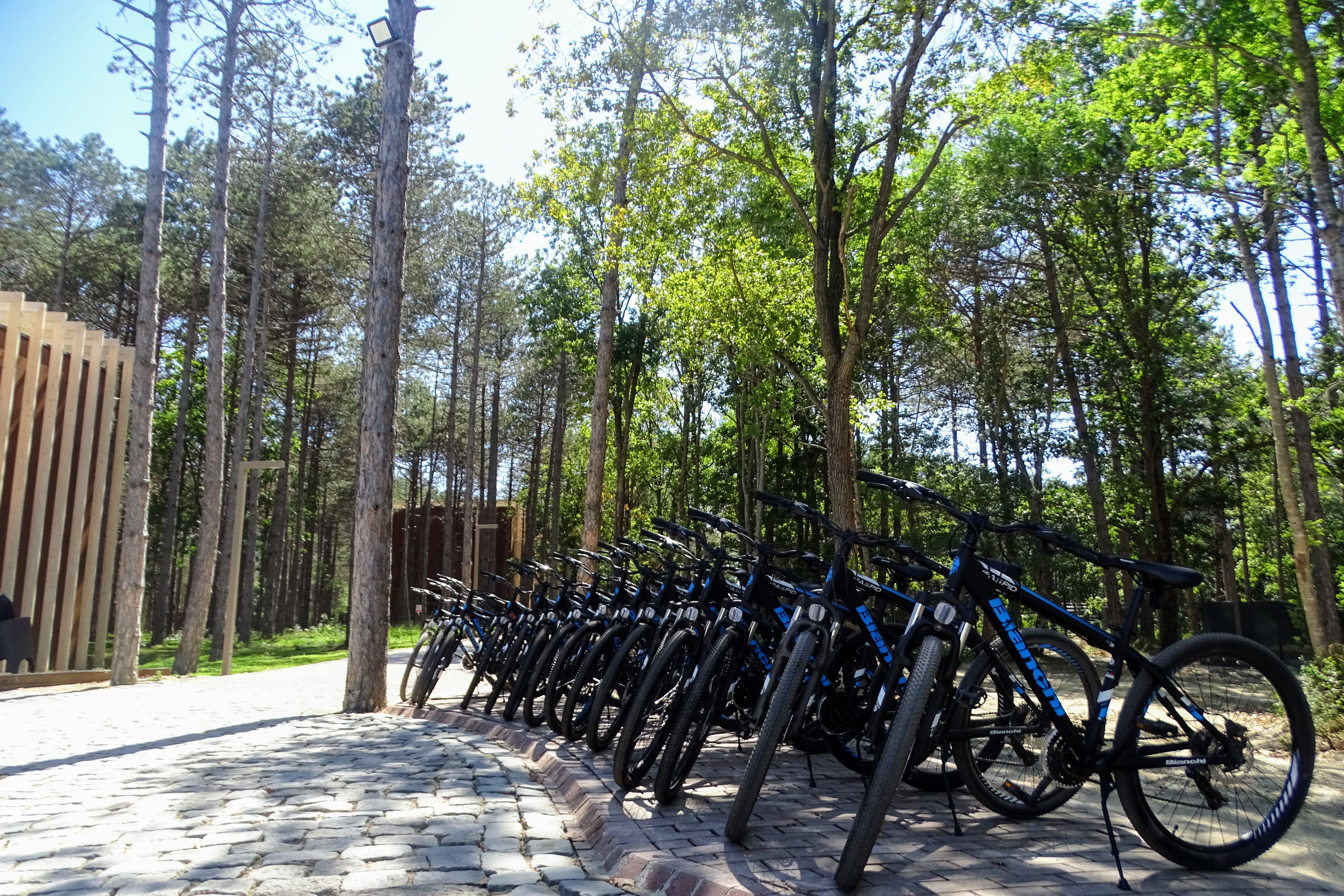 Bicycle Forest Tours